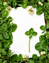 Blank sign with natural fresh shamrocks border and four-leaf clover in the center. St. Patrick`s day frame with clover leaves Royalty Free Stock Photo