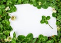 Blank sign with natural fresh shamrocks border and four-leaf clover in the center. Royalty Free Stock Photo