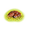 Blank spring/summer postcard. On a white background: baby deer laying on a grass, non decorated, isolated.