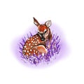 Blank spring/summer postcard. On a white background: baby deer laying on a violet flowers, non decorated, isolated. Bembi watercol