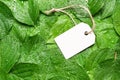 Blank tag on green leaf in raindrops. Sustainable lifestyle. Plastic free concept Royalty Free Stock Photo