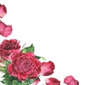 Blank for text with pink roses and petals in the corner. Watercolor botanical illustration. Isolated on a white Royalty Free Stock Photo