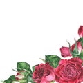 Blank for text with pink roses and petals in the corner. Watercolor botanical illustration. Isolated on a white Royalty Free Stock Photo