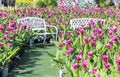Blank white bench in pink curcuma sessilis gage flower garden outdoor background Royalty Free Stock Photo