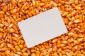 Blank white business card over harvested corn kernels heap