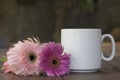 Blank white coffee cup and flowers. A cup of morning coffee or tea with soft pink and purple daisy flowers on the table. Royalty Free Stock Photo