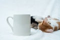 A blank white coffee mug with two kitten playing out with each other on the background Royalty Free Stock Photo