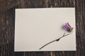 Blank white greeting card with Mum flower Royalty Free Stock Photo