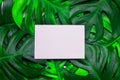 Blank white greeting card paper on green tropical leaves background Royalty Free Stock Photo