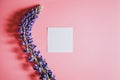 blank white paper card note mockup for text with frame made of flower lupine in blue lilac color in full bloom on a pink backgroun Royalty Free Stock Photo