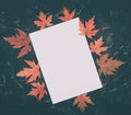 Blank white paper mockup and frame made from red dry maple leaves. Black stone background. Template card. Autumn minimal Royalty Free Stock Photo