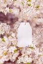 Blank white paper tag hanging on branches of blooming plum tree Royalty Free Stock Photo