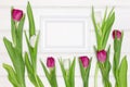 Blank white photo frame with tulip flowers. Spring mock-up background Royalty Free Stock Photo