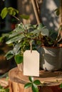 Blank white tag hanging on green plant with wooden background Royalty Free Stock Photo