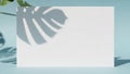 Blank white textured card casting a monstera leaf shadow on a blue background Royalty Free Stock Photo