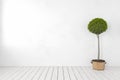 Blank white wall with plant, tree, wooden white floor.