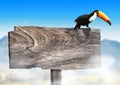 Blank wooden signboard with a toucan bird Royalty Free Stock Photo