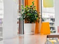 Blank yellow booklet, menu, paper stands on table next to a indoor flower in white pot on wooden table in corner of cafe Royalty Free Stock Photo