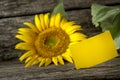 Blank yellow greeting card and a beautiful blooming sunflower on