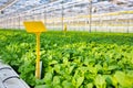 Blank yellow label amidst herbs growing in greenhouse