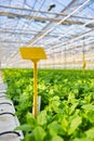 Blank yellow label amidst herbs growing in greenhouse