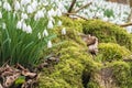 Blanket covering of snowdrops and a moss covered derelict wall Royalty Free Stock Photo