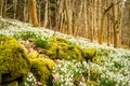 Blanket covering of snowdrops and a moss covered derelict wall Royalty Free Stock Photo