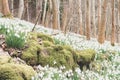 Blanket covering of snowdrops and a moss covered stone wall Royalty Free Stock Photo