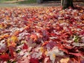 Blanket of fallen maple leaves in a park in autumn. Royalty Free Stock Photo