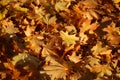 Blanket of fallen maple leaves Royalty Free Stock Photo