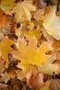 Blanket of fallen maple leaves Royalty Free Stock Photo
