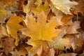 Blanket of fallen maple leaves Royalty Free Stock Photo