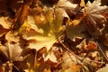 Blanket of fallen maple leaves Royalty Free Stock Photo