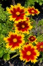 Blanket Flower `Arizona Red Shade` Royalty Free Stock Photo