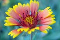 Blanket flower or Gaillardia flower