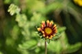 Blanket flower I grew in my flower bed this year Royalty Free Stock Photo