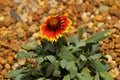 Blanket flower Latin name gillardia pulchella