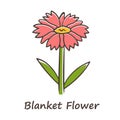 Blanket flower red color icon. Gaillardia aristata garden plant with name inscription. Arizona apricot inflorescence