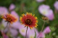 Blanket flowers in a field of Showy Evening Primrose flowers