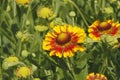 Blanket flowers (Gaillardia aristata) Royalty Free Stock Photo