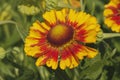 Blanket flowers (Gaillardia aristata) Royalty Free Stock Photo