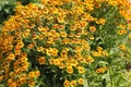 Blanket flowers (Gaillardia aristata) Royalty Free Stock Photo