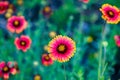 Blanket Flowers Gaillardia perennials renowned for their profuse, long-lasting, color. Royalty Free Stock Photo