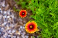 Blanket Flowers Gaillardia perennials renowned for their profuse, long-lasting, color. Royalty Free Stock Photo