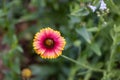 Blanket Flowers Gaillardia perennials renowned for their profuse, long-lasting, color. Royalty Free Stock Photo