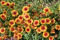 Blanket flowers gaillardia x grandiflora