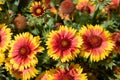 Blanket flowers gaillardia x grandiflora