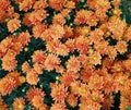 Blanket Of Orange Chrysanthemums With Yellow Centres