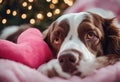 blanket pink lies dog springer lazy spaniel decorations cute snuggles beautiful