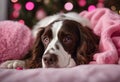 blanket pink lies dog springer lazy spaniel decorations cute snuggles beautiful